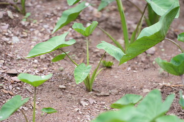 The taro plant is a root crop with large, dark green, heart-shaped leaves, often growing in moist soil or near water sources