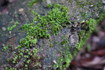 Green moss grows on a damp rock, creating a fresh natural look and forming part of a tiny ecosystem.