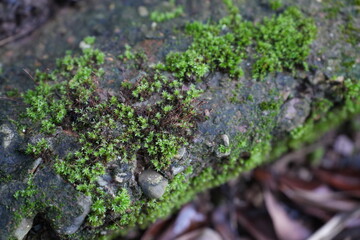 Tiny green moss growing on moist stone in the forest, adding freshness and natural beauty to the scene.
