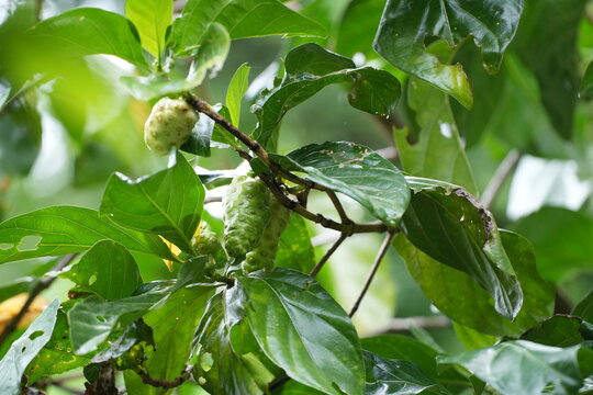 A noni tree bearing clusters of young green fruits surrounded by large, dark green leaves.