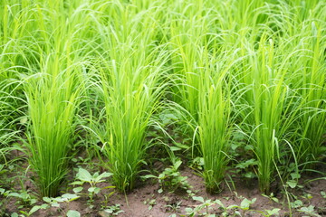 green rice plants growing in a paddy field, indicating robust development in the early growing stage
