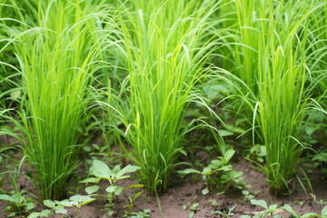 Fototapeta premium Bundled young rice seedlings prepared for transplanting in the paddy field
