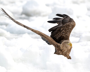 White-tailed Eagle stretches it's wings in the snow