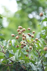 a longan tree bearing fruit in a lush orchard. The longans hang in clusters, with small round...