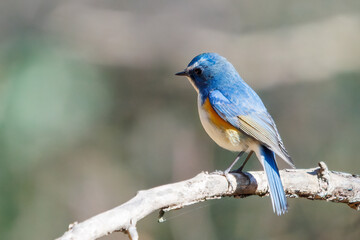 Obraz premium 羽ばたいて飛び出す幸せの青い鳥、可愛いルリビタキ（ヒタキ科） 英名学名：Red flanked Bluetail (Tarsiger cyanurus) 埼玉県北本市、北本自然観察公園 2024 