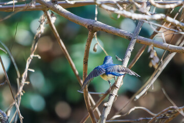 羽ばたいて飛び出す幸せの青い鳥、可愛いルリビタキ（ヒタキ科） 英名学名：Red flanked Bluetail (Tarsiger cyanurus) 埼玉県北本市、北本自然観察公園 2024 