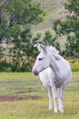 Fototapeta premium Wild burro in a meadow