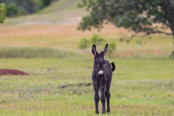 Wild burro foal in a meadow