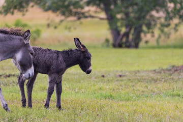 Wild burro with foal in a meadow