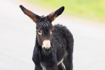 Wild burro foal close-up