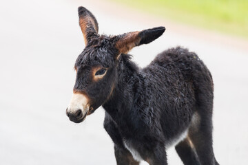 Wild burro foal close-up