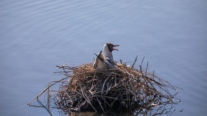 Braunkopfmöwe im Nest