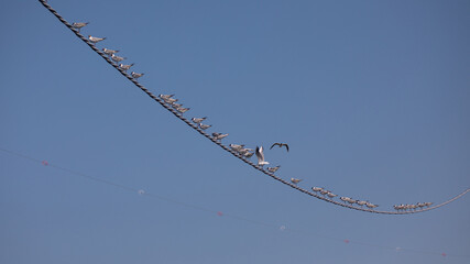 Braunkopfmöwe auf Stromleitung