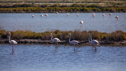 Flamingos im Wasser