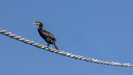 Kormoran auf Stromleitung