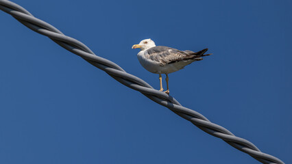Möwe auf Stromleitung