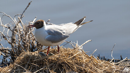 Lachmöwe im Nest