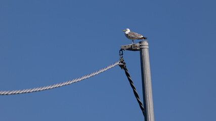 Möwe auf Strommasten