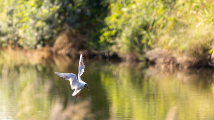 Braunkopfmöwe, Tibetlachmöwe