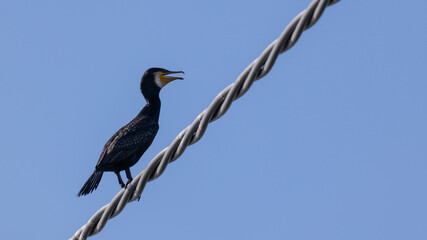 Kormoran auf einer Stromleitung