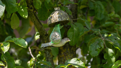 Sperling auf Meisenkn&ouml;del