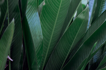 Tropical green leaf texture background
