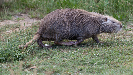 Nutria