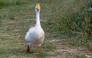 Gans