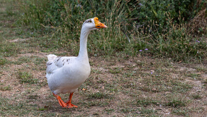 Gans
