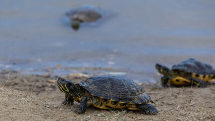 Schildgröten kommen aus dem Wasser