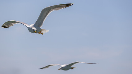 Möwen im Flug