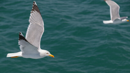 Möwe über dem Wasser