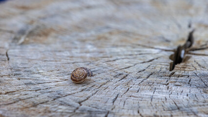 H&auml;userschnecke auf Baumstumpf