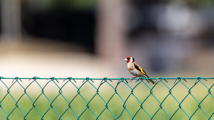 Stieglitz auf Maschendrahtzaun