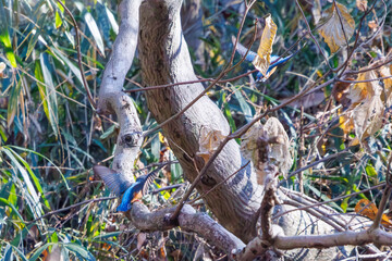 餌を捕らえるために池に飛び込む可愛いカワセミ（カワセミ科）のペア 英名学名：Kingfisher (Alcedo atthis) 埼玉県北本市、北本自然観察公園 2025 