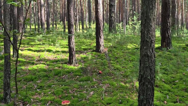 Video of Walk through a mossy pine forest in summer season.