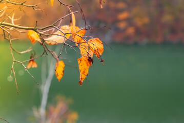 Close up footage of autumn red orange leaves last rain of the season. Wet fall leaf in rainy...