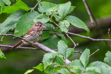 Song sparrow perched in a tree.