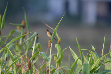 A small, vibrant Baya weaver bird delicately gripping a cluster of green and red millet seeds with holds a freshly caught insect in its beak. The background is soft, verdant blur green foliage.