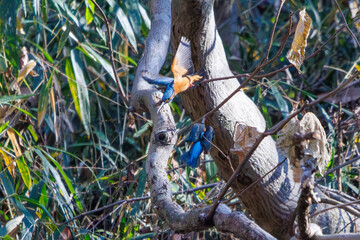 餌を捕らえるために池に飛び込む可愛いカワセミ（カワセミ科）のペア 英名学名：Kingfisher (Alcedo atthis) 埼玉県北本市、北本自然観察公園 2024 