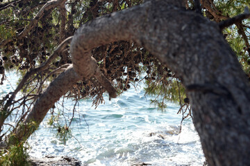 pine branches over the sea