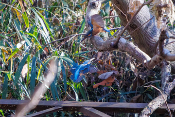 餌を捕らえるために池に飛び込む可愛いカワセミ（カワセミ科）のペア 英名学名：Kingfisher (Alcedo atthis) 埼玉県北本市、北本自然観察公園 2024 