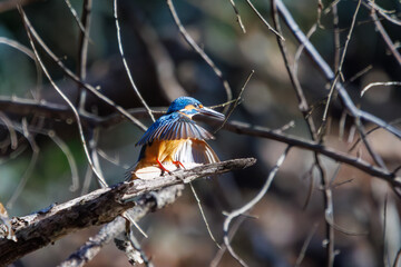 餌を捕らえるために池に飛び込む可愛いカワセミ（カワセミ科）のペア 英名学名：Kingfisher (Alcedo atthis) 埼玉県北本市、北本自然観察公園 2024 