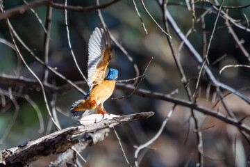 餌を捕らえるために池に飛び込む可愛いカワセミ（カワセミ科）のペア 英名学名：Kingfisher (Alcedo atthis) 埼玉県北本市、北本自然観察公園 2024 