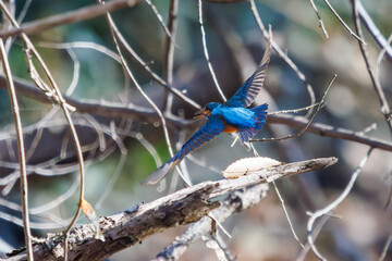 餌を捕らえるために池に飛び込む可愛いカワセミ（カワセミ科）のペア 英名学名：Kingfisher (Alcedo atthis) 埼玉県北本市、北本自然観察公園 2024 