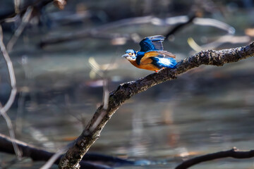 餌を捕らえるために池に飛び込む可愛いカワセミ（カワセミ科）のペア 英名学名：Kingfisher (Alcedo atthis) 埼玉県北本市、北本自然観察公園 2024 