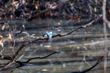 餌を捕らえるために池に飛び込む可愛いカワセミ（カワセミ科）のペア 英名学名：Kingfisher (Alcedo atthis) 埼玉県北本市、北本自然観察公園 2024 