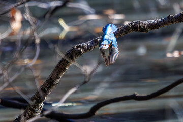 餌を捕らえるために池に飛び込む可愛いカワセミ（カワセミ科）のペア 英名学名：Kingfisher (Alcedo atthis) 埼玉県北本市、北本自然観察公園 2024 