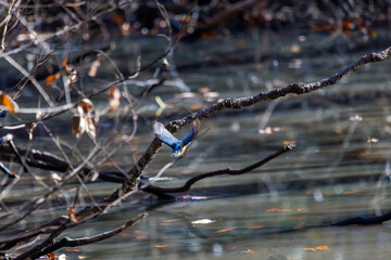 餌を捕らえるために池に飛び込む可愛いカワセミ（カワセミ科）のペア 英名学名：Kingfisher (Alcedo atthis) 埼玉県北本市、北本自然観察公園 2024 