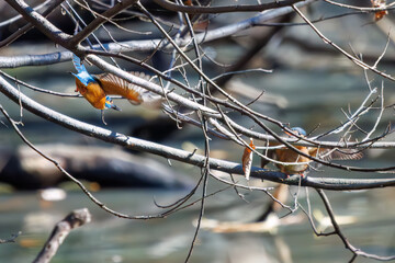 餌を捕らえるために池に飛び込む可愛いカワセミ（カワセミ科）のペア 英名学名：Kingfisher (Alcedo atthis) 埼玉県北本市、北本自然観察公園 2024 